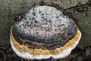 Northern Germany Fungus Drucke: Beeswax Bracket (Ganoderma pfeifferi) with guttation drops