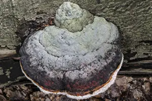Ganoderma Pfeifferi Drucke: Beeswax Bracket (Ganoderma pfeifferi) with guttation drops