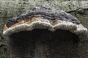 Northern Germany Fungus Drucke: Beeswax Bracket (Ganoderma pfeifferi) with guttation drops