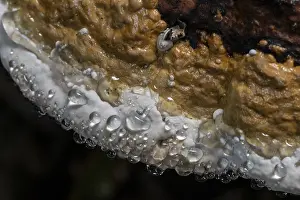 Guttation Drops Drucke: Beeswax Bracket (Ganoderma pfeifferi) with guttation drops