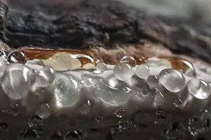 Ganoderma Pfeifferi Drucke: Beeswax Bracket (Ganoderma pfeifferi) with guttation drops