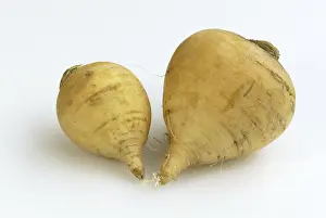 Agricultural Planting Drucke: Beet / (Brassica rapa)
