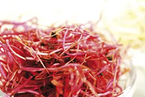 Red Beetroot Nutrition Drucke: Beet root seedlings