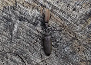 Drucke von Käfer Rindenkäfer. Imago eines Insekts. Käfer mit langen Antennen Borkenkäfer Drucke: Käferborkenkäfer. Imaginalanlage eines Insekts.