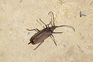 Drucke von Käfer Rindenkäfer. Imaginalanlage eines Insekts. Käfer mit langen Antennen Borkenkäfer Drucke: Käferborkenkäfer. Imaginalanlage eines Insekts