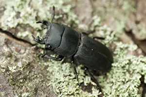 Drucke von Käfer, Käfer, dorcus parallelipipedus, kleiner Hirschkäfer, Käfer, Coleoptera, Insekten, Käfer, Männchen Hirschkäfer Drucke: Käfer Käfer, Dorcus parallelipipedus.