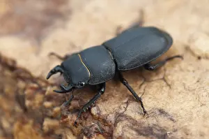 Drucke von Käfer, Käfer, dorcus parallelipipedus, kleiner Hirschkäfer, Käfer, Coleoptera, Insekten, Käfer, Männchen Hirschkäfer Drucke: Käfer Käfer, Dorcus parallelipipedus