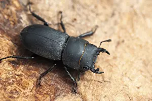 Drucke von Käfer, Käfer, dorcus parallelipipedus, kleiner Hirschkäfer, Käfer, Coleoptera, Insekten, Käfer, Männchen Hirschkäfer Drucke: Käfer Käfer, Dorcus parallelipipedus