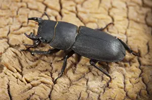 Drucke von Käfer, Käfer, dorcus parallelipipedus, kleiner Hirschkäfer, Käfer, Coleoptera, Insekten, Käfer, Männchen Hirschkäfer Drucke: Käfer käfer, dorcus parallelipipedus.