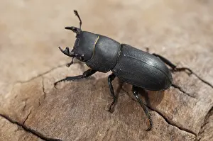 Drucke von Käfer, Käfer, Dorcus parallelipipedus, kleiner Hirschkäfer, Käfer, Coleoptera, Insekten, Käfer, Männchen Hirschkäfer Drucke: Käfer Käfer, Dorcus parallelipipedus.