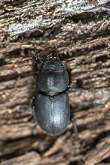 Drucke von Ein Dorcus parallelipipedus kriecht über totes Holz, Velbert, Nordrhein-Westfalen, Deutschland Hirschkäfer Drucke: Käfer (Dorcus parallelipipedus) auf totem Holz kriechend