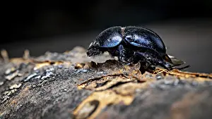 Drucke von Ein Käfer, im Profil gesehen, bewegt sich über die ungleichmäßige Oberfläche eines Baumstamms: der Waldmistkäfer in der Nähe von Eisenach in Deutschland (Anoplotrupes stercorosus) Mistkäfer Drucke: Ein Käfer, gesehen in Profil.