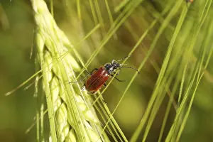 Cereal Cultivation Scenery Drucke: Beetle on a spike in a wheat field