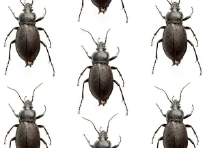 Studio Animal Photography Drucke: Many beetles