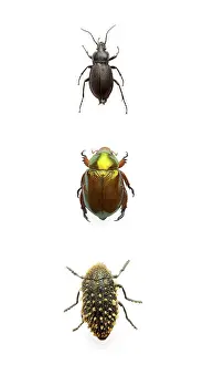 Wildlife Beetle Images Drucke: Three beetles