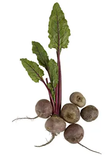 Amaranthaceae Family Drucke: Beetroot (Beta vulgaris), beetroot
