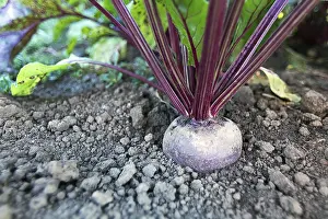 Vegetable Garden Drucke: Beetroot in a vegetable garden. Growing beetroot