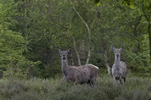 Red Deer In Denmark Drucke: At the beginning of May