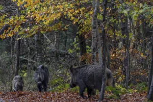Northern Europe Animal Behaviour Drucke: At the beginning of November