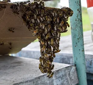 Honey Bees Drucke: The beginning of the swarming of the bees