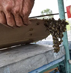 Honey Bees Drucke: The beginning of the swarming of the bees
