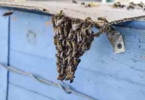 Bee Swarm Drucke: The beginning of the swarming of the bees