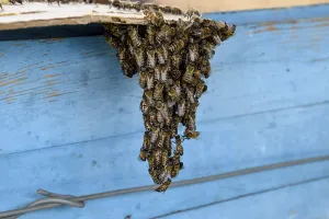Honey Bees Drucke: The beginning of the swarming of the bees