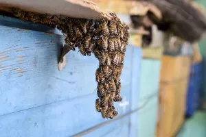 Bee Swarm Drucke: The beginning of the swarming of the bees