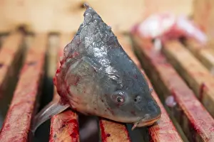White Background Wildlife Photo Drucke: Beheading carp on the wood table
