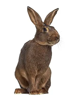 Studio Shot Mammal Drucke: Belgian Hare isolated on white