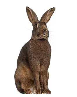 Studio Shot Rabbit Drucke: Belgian Hare isolated on white