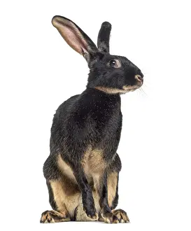 Cute Bunny Drucke: Belgian Hare isolated on white