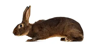 Benelux Wildlife Photography Drucke: Belgian Hare in front of a white background