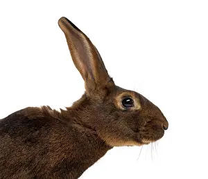 Wild Animal Photo Drucke: Belgian Hare in front of a white background