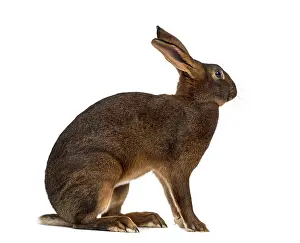 Bright Studio Light Drucke: Belgian Hare in front of a white background
