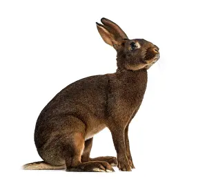 Benelux Wildlife Photography Drucke: Belgian Hare in front of a white background