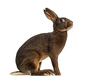 Bright Studio Light Drucke: Belgian Hare in front of a white background