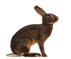 Benelux Wildlife Photography Drucke: Belgian Hare in front of a white background