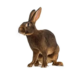 Isolated Wildlife Photography Drucke: Belgian Hare in front of a white background