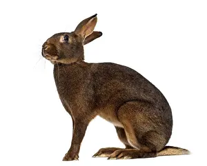 Benelux Wildlife Photography Drucke: Belgian Hare in front of a white background