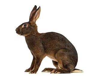Bright Studio Light Drucke: Belgian Hare in front of a white background
