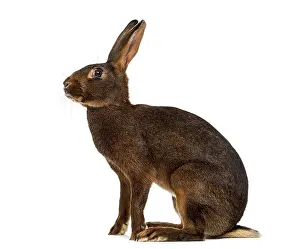 Benelux Wildlife Photography Drucke: Belgian Hare in front of a white background