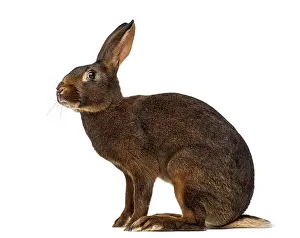 Studio Shot Rabbit Drucke: Belgian Hare in front of a white background