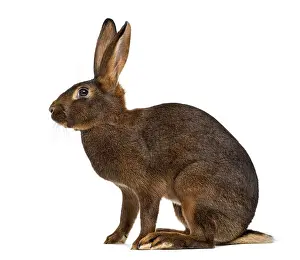 Studio Shot Europe Drucke: Belgian Hare in front of a white background