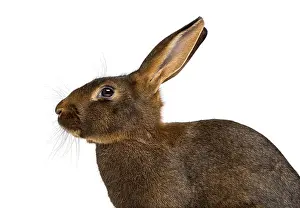 Isolated Against White Background Drucke: Belgian Hare in front of a white background