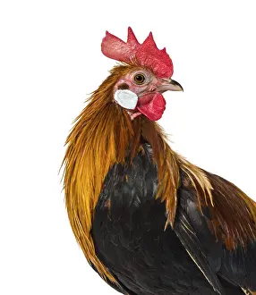 Productive Livestock Breed Drucke: Belgian rooster against white background