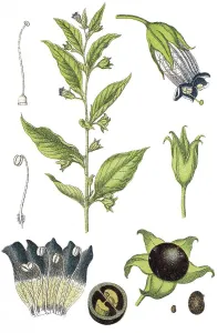 Belladonna Plant Drucke: Belladonna, Devil's berries