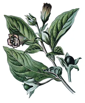 Deadly Nightshade Drucke: Belladonna, Devil's Berries