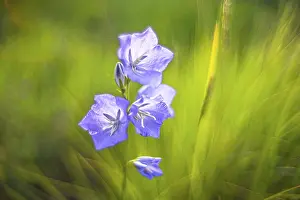 Open Air Blooming Flowers Drucke: Bellflower
