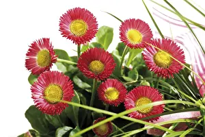 Indoor Plant Life Drucke: Bellis spring flowers